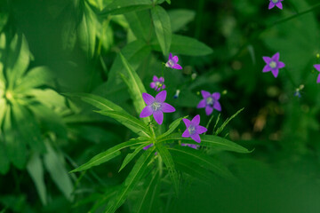 purple wild forest flowers