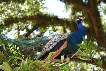 Obraz premium PEACOCK FEATHERS FACES FANS AND FAMILY