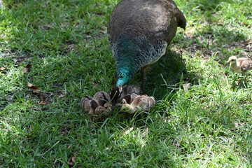 PEACOCK FEATHERS FACES FANS AND FAMILY