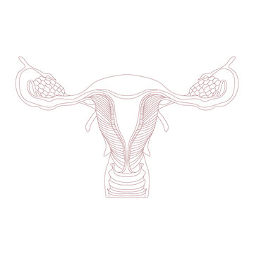 Female reproductive system vector illustration design isolated