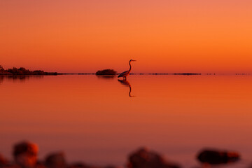Heron bird standing and reflecting in water over golden sunset - landscape
