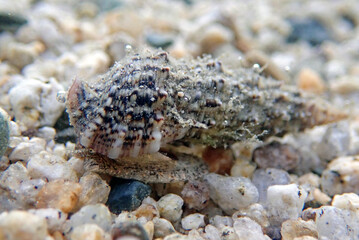 Obraz na płótnie Canvas Cerith sand sea snail - Cerithium Caeruleum