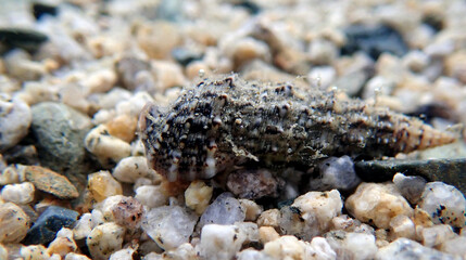 Cerith sand sea snail - Cerithium Caeruleum