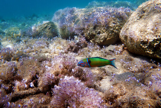 Green male ornate wrasse fish in Mediterranean sea - Thalassoma pavo