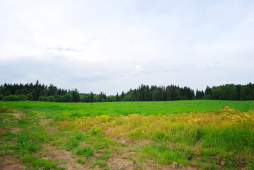 Green field, tree and blue sky. Rural landscape. Field. Green field. The edge of the forest. Summer in the country.