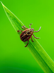 Encephalitis Tick Insect Crawling on Grass. Lyme Borreliosis Disease, Encephalitis, DTV or Powassan Virus Infectious Dermacentor Tick Arachnid Parasite Macro.