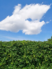 Fototapeta na wymiar Green climbing plants and clouds in the sky