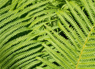 Leaves of a fern bush in summer time