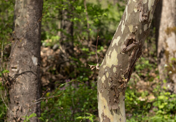 Sycamore tree trunk (Platanus occidentalis) with a unique military-colored bark in a jigsaw shape in a green forest with blurred background. Wood sink texture detail in pastel colors.