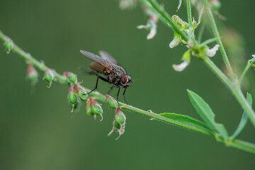 Drosophila Fly Diptera Parasite Insect Macro