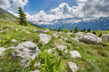 Beautiful nature. Mountain hiking Trail Road. Italy Malga Montasio Forca Disteis