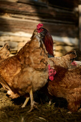 Organic farm, a rooster among hens
