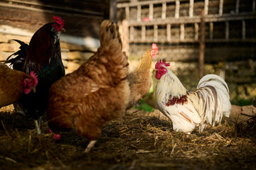 A little lilliputian rooster among the hens on an organic farm