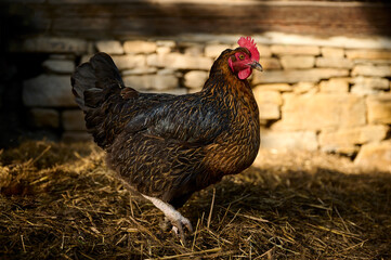 A brown hen on an organic farm