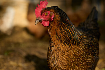 Close-up of a hen in the evening light