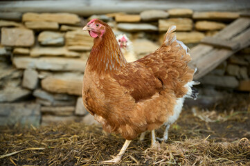 A brown hen on an organic farm