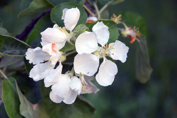 apple tree flower