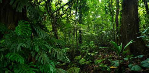 Rain forest in Central America, Costa Rica