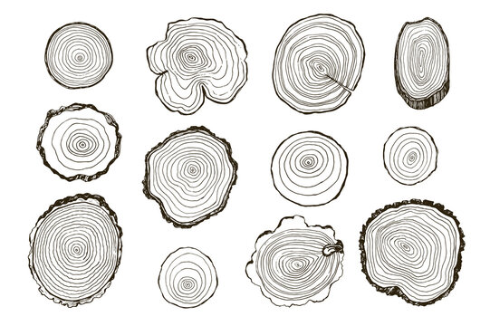 Tree Rings Vector Illustrations Set