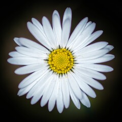 Vertical closeup of Bellis perennis, the white daisy isolated on dark background. © Peterspics/Wirestock Creators