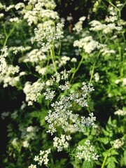 Stock macro photo of a field plant Cow's parsley or Wild chervil. Clusters of small flowers with stems on long stems. Forest floral background, for print, design