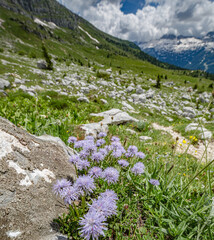 Beautiful nature. Mountain hiking Trail Road with beautiful violet flowers. Italy Malga Montasio Forca Disteis