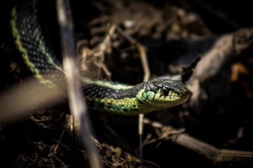 Closeup shot of black and green snake looking toward in blurred background