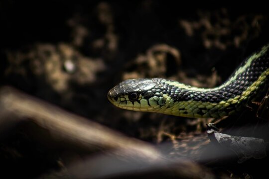 Closeup shot of black and green snake looking toward in blurred background