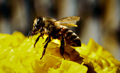 bee on flower