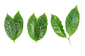 Fresh Green Coffee Leaves Isolated on White Background
