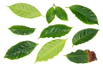 Fresh Green Coffee Leaves Isolated on White Background