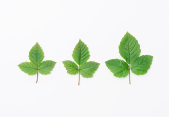 Fototapeta premium green leaves isolated on a white background