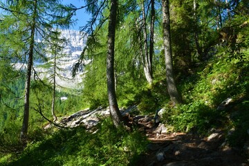 Fototapeta premium Hiking trail in Dolomite alps in Italy leading through a larch forest