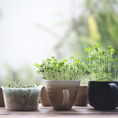 tomiao Kaiware and Alfalfa sprout growing indoor vegetable planting