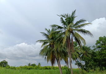 Obraz premium coconut tree view, sky background
