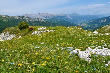 Alpine meadow full of yellow and blue wild flowers and the view of Puezgruppe mountain range in...
