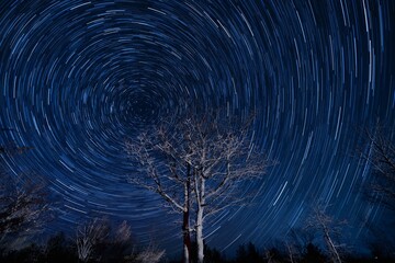 Wonderful star trail blue night sky with leafless trees in front, a time-lapse shot - obrazy, fototapety, plakaty