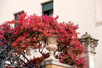 Fototapeta na wymiar Classical garden decoration with fuchsia flowers in a stone ornate vase