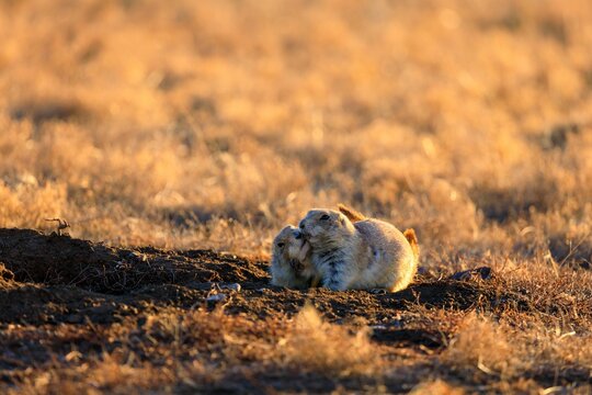 Selective focus shot of two adorable American gophers
