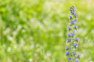 Summer green blurred background purple flower on the side. Copy scape. 