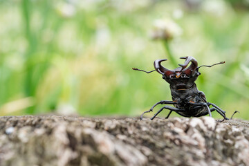 Rare horned beetle sits in a tree against a green background. Copy Space. 