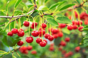 Ripe cherry on a branch, selective focus. 