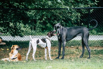 Selective focus shot of three dogs in the park near a wire fence