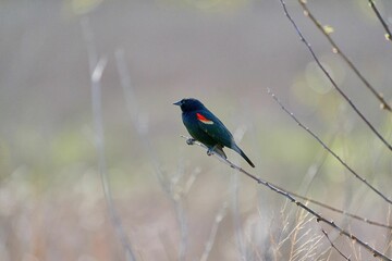 Closeup of a Tricolored Blackbird perching on twig