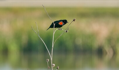 Closeup of a Tricolored Blackbird perching on twig