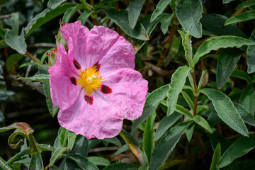 Light corollas, in crumpled bright pink silk, with a heart bristling with golden yellow stamens. In spring, its fragile flowers, moving, live only one day, but are renewed continuously.