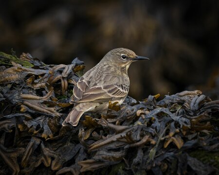 Close-up shot of a European rock pipit in the forest on a blurred background