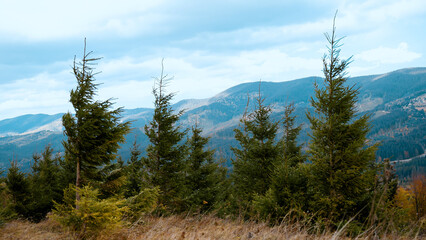 Evergreen conifers sway in the wind against the backdrop of mountains and sky with clouds. Spruce branches with needles sway. Mountain landscape. Cool weather. Sadness and loneliness