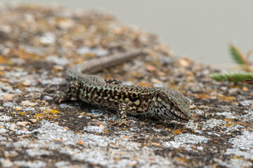 Lézard des murailles, Podarcis muralis