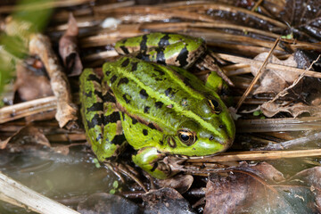 Grenouille verte, Pelophylax kl. esculentus, rana esculenta